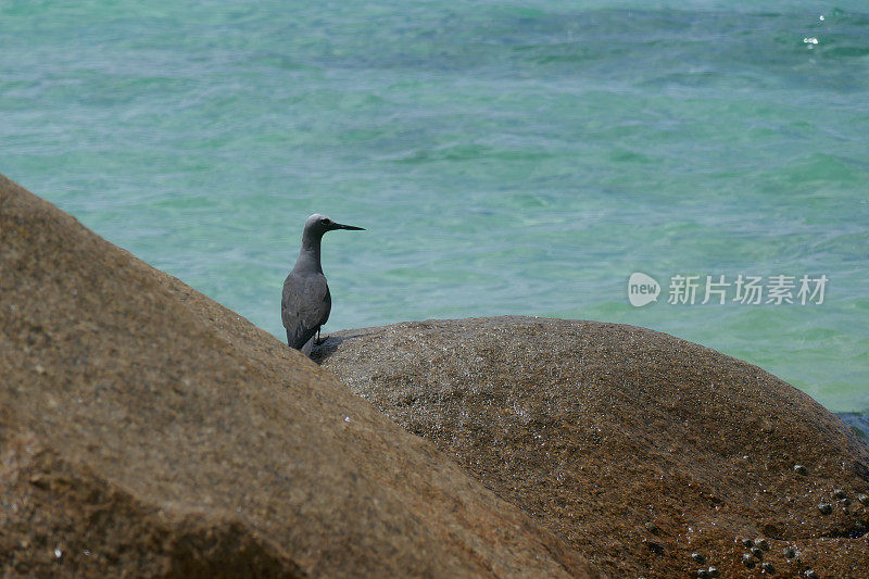 Anse Kerlan，普拉林，塞舌尔